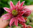 Sempervivum Arachnoideum